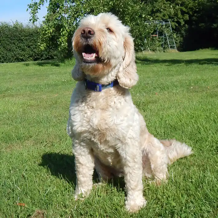 Tatiana (Tatty, Cockapoo)